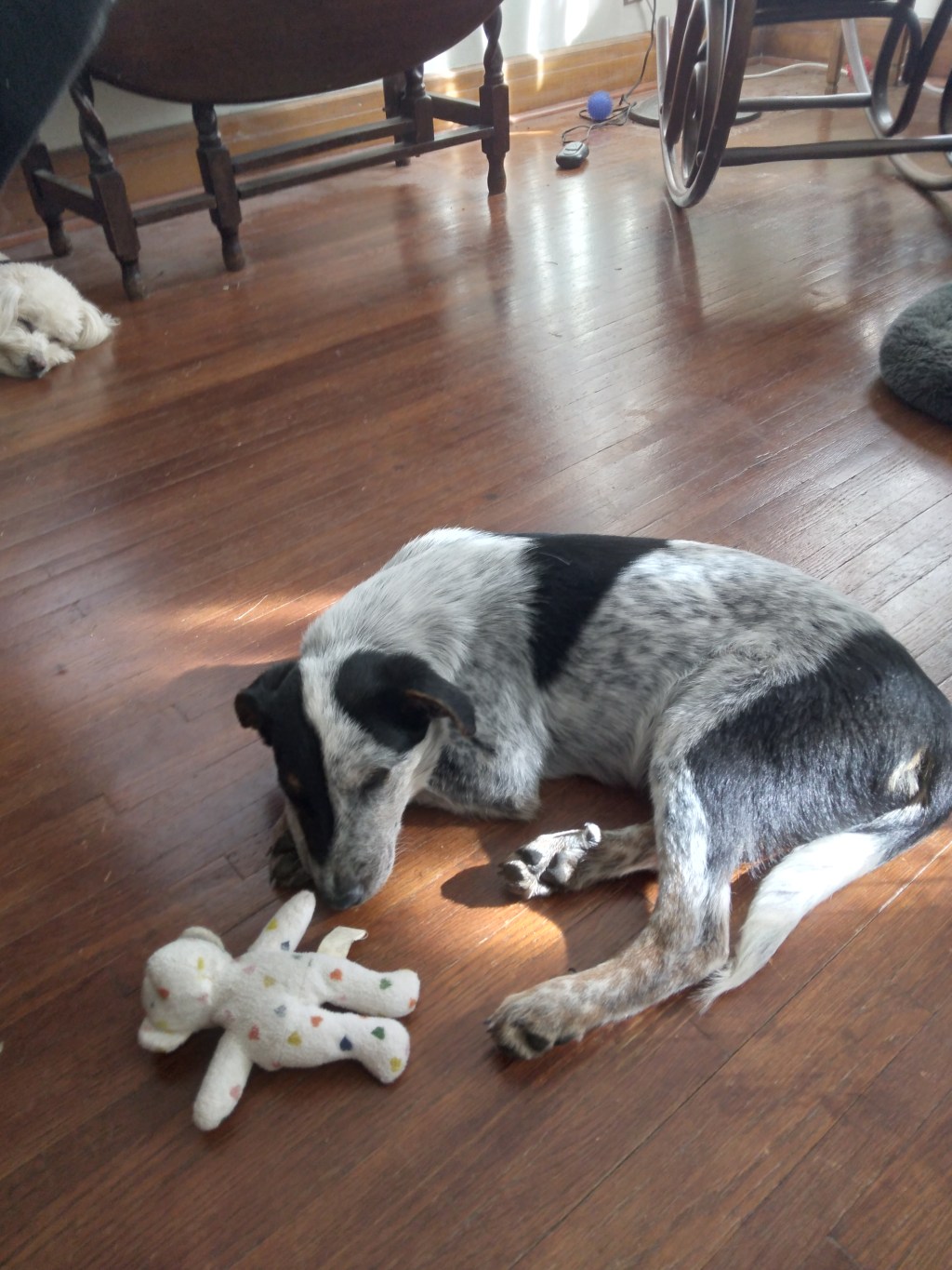 Pet Pee and&nbsp;Praise!